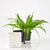 Bird's Nest Fern Placed In Lechuza Cube 16 Planter - White - My City Plants