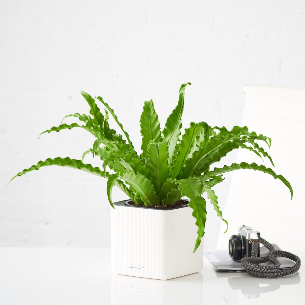 Bird&#39;s Nest Fern Placed In Lechuza Cube 16 Planter - White - My City Plants