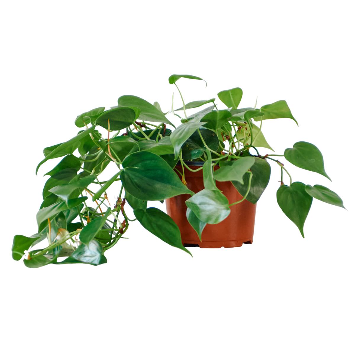 Philodendron Cordatum In 6" Nursery Pot - My City Plants