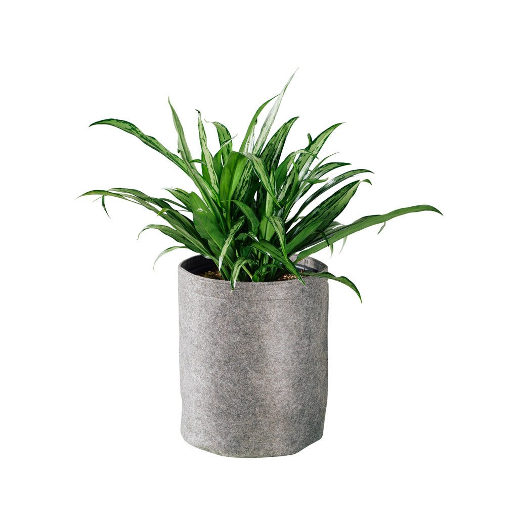 Aglaonema Cutlass Potted In Lechuza Trendcover 23 Planter - Dark Gray - My City Plants