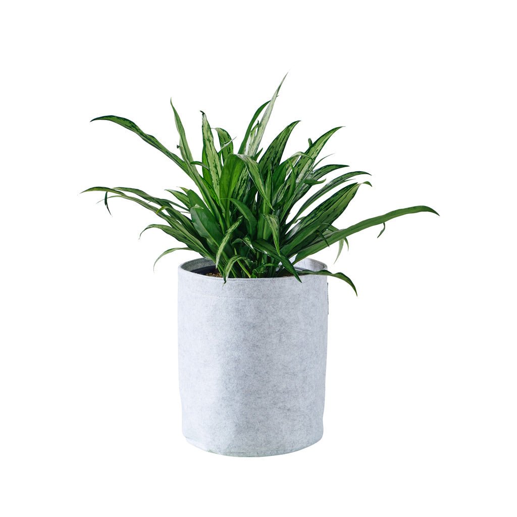 Aglaonema Cutlass Potted In Lechuza Trendcover 23 Planter - Light Gray - My City Plants