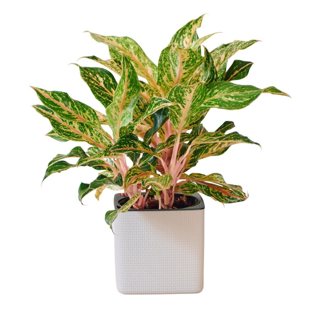 Aglaonema Pink Placed In Lechuza Cube 16 Planter - Sand Brown - My City Plants