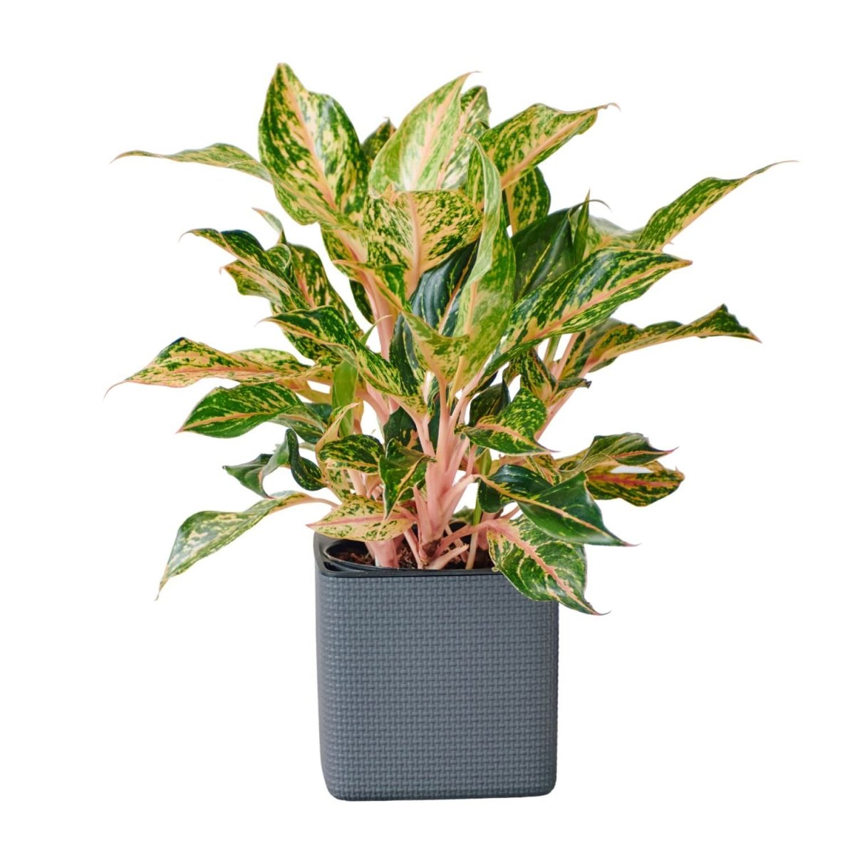 Aglaonema Pink Placed In Lechuza Cube 16 Planter - Slate - My City Plants