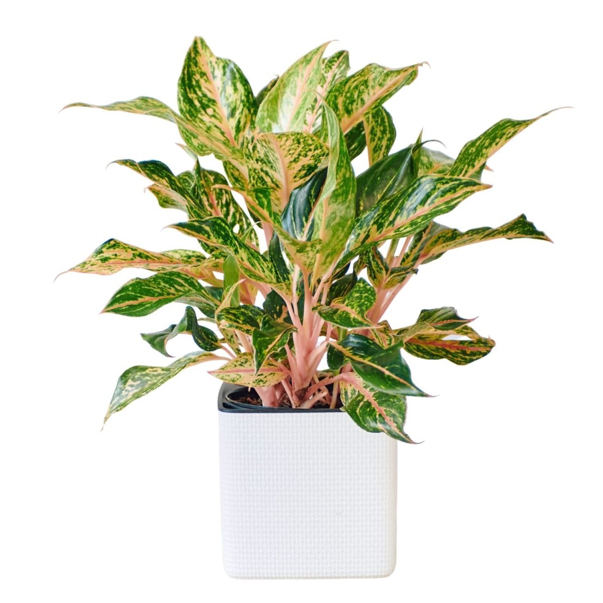 Aglaonema Pink Placed In Lechuza Cube 16 Planter - White - My City Plants