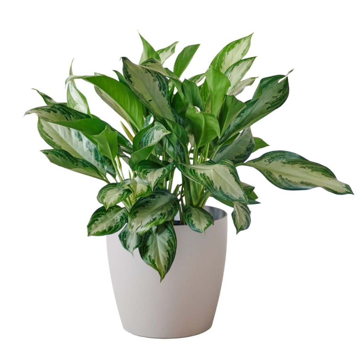 Aglaonema Potted In Lechuza Classico Trend Planter - Sand Brown - My City Plants