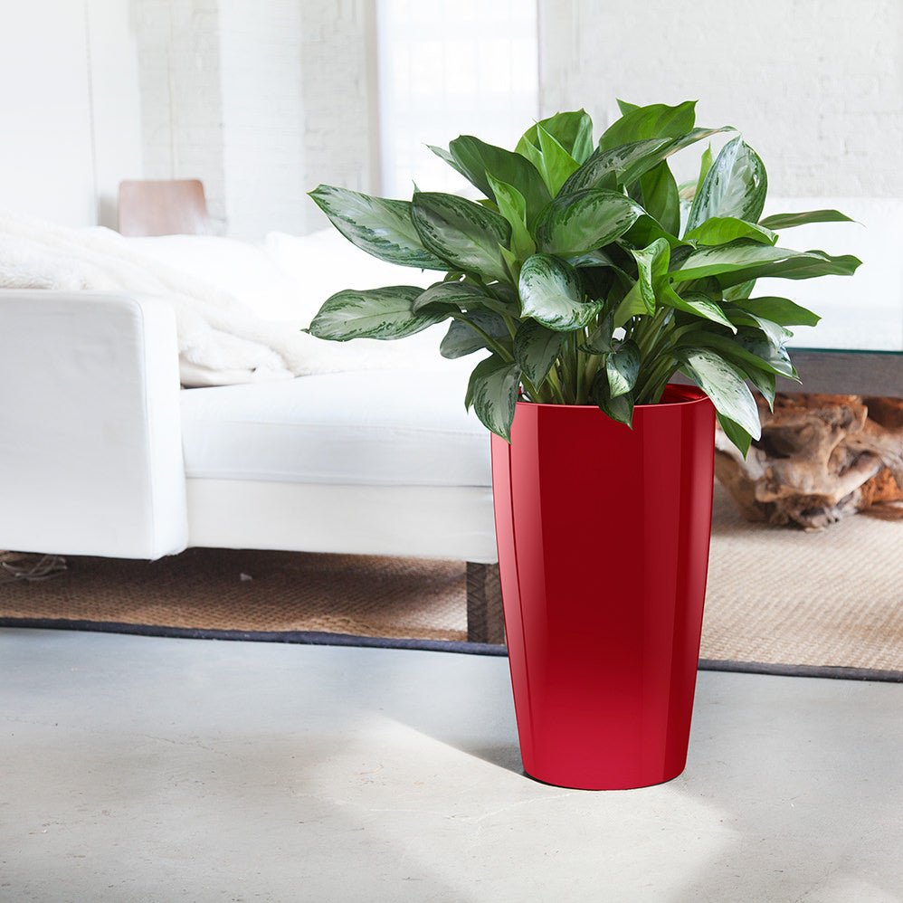 Aglaonema Potted In Lechuza Rondo Planter - Red - My City Plants