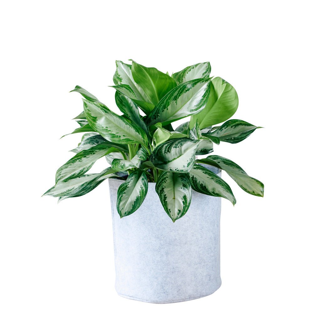 Aglaonema Potted In Lechuza Trendcover 32 Planter - Light Gray - My City Plants