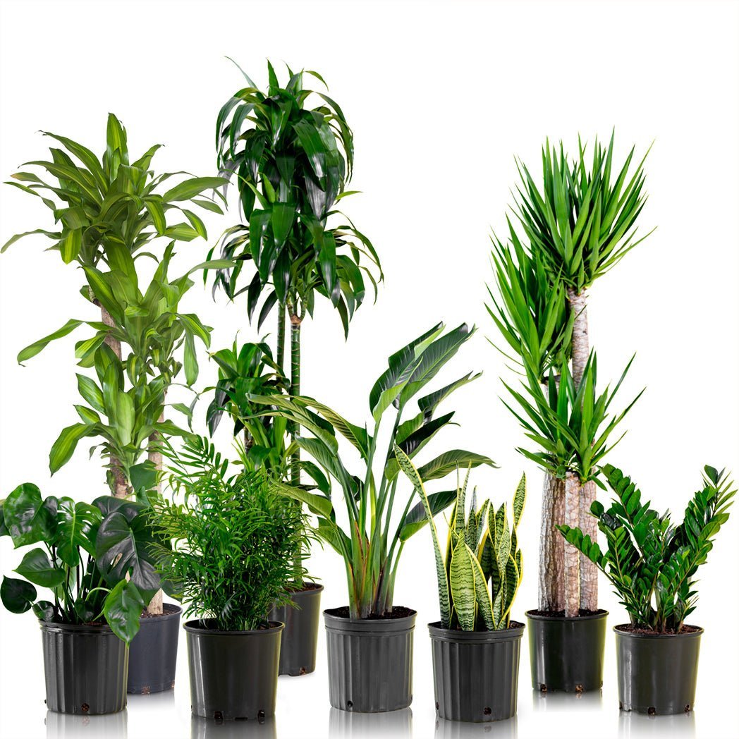 All Nursery Pots - My City Plants