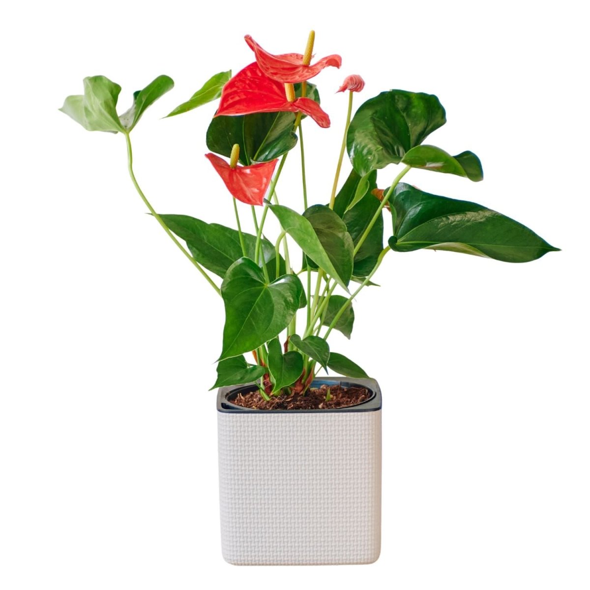 Anthurium Placed In Lechuza Cube 16 Planter - Sand Brown - My City Plants