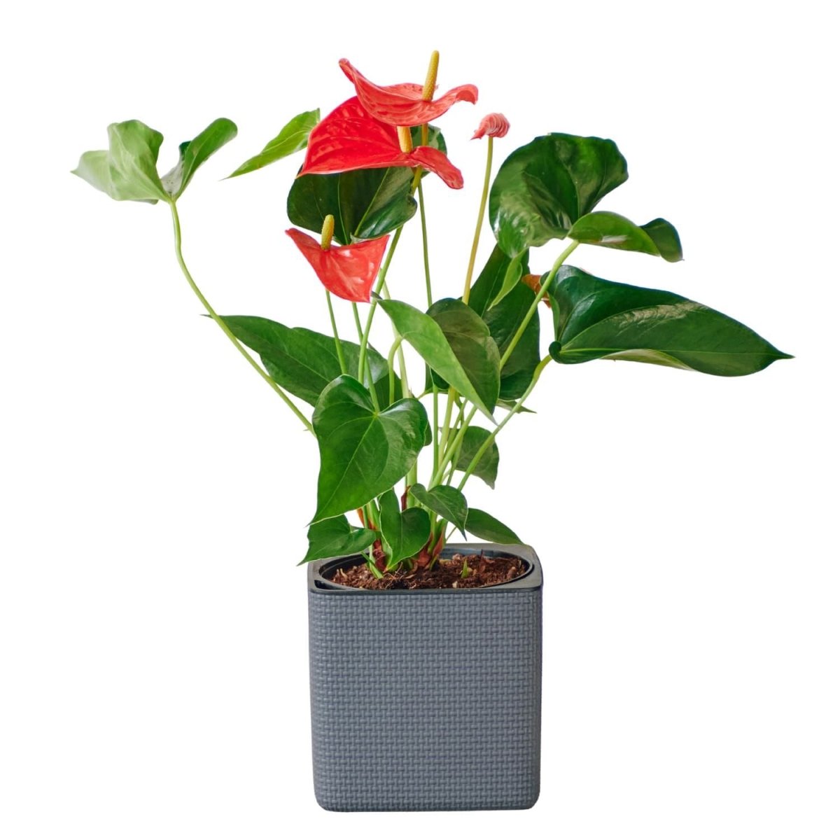 Anthurium Placed In Lechuza Cube 16 Planter - Slate - My City Plants