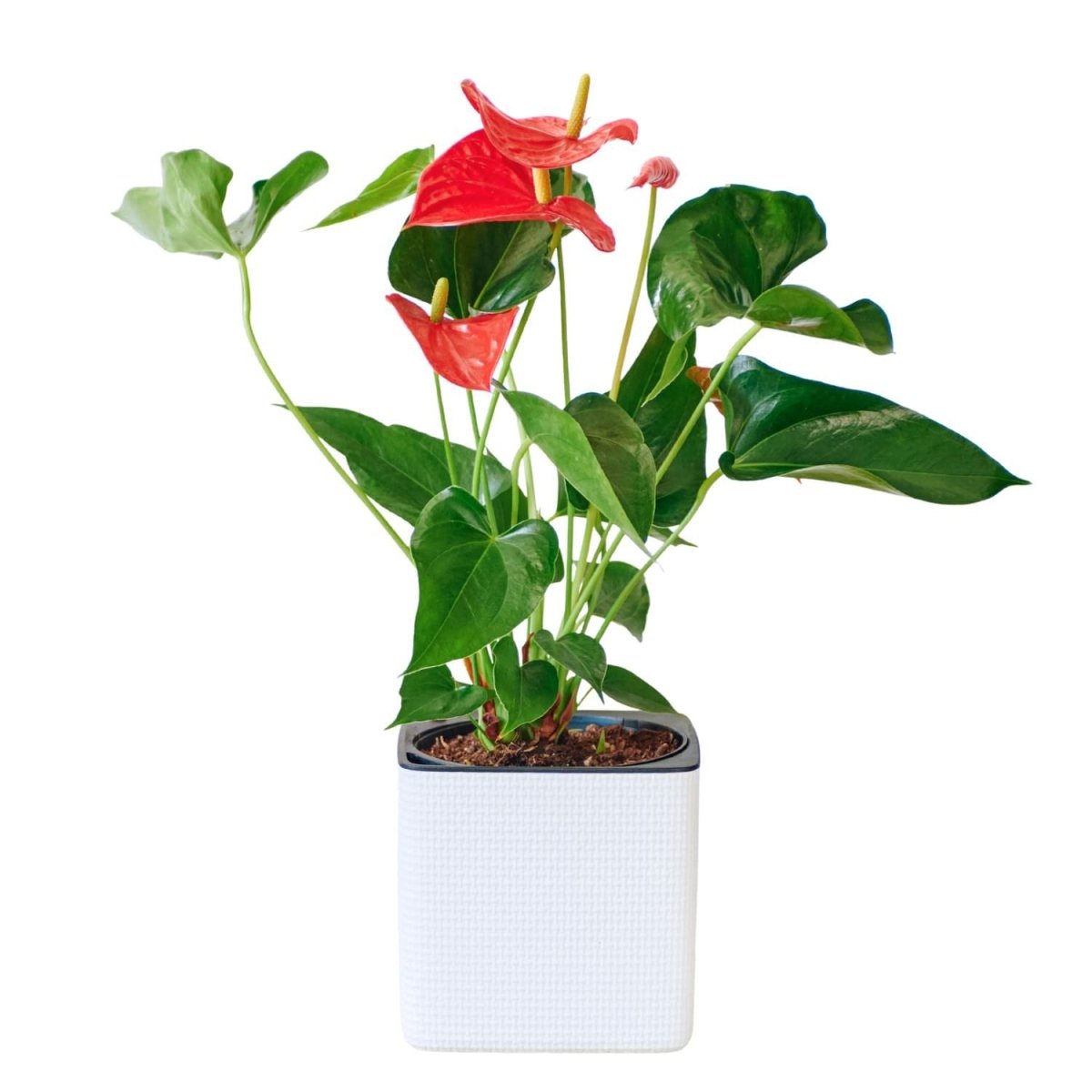 Anthurium Placed In Lechuza Cube 16 Planter - White - My City Plants