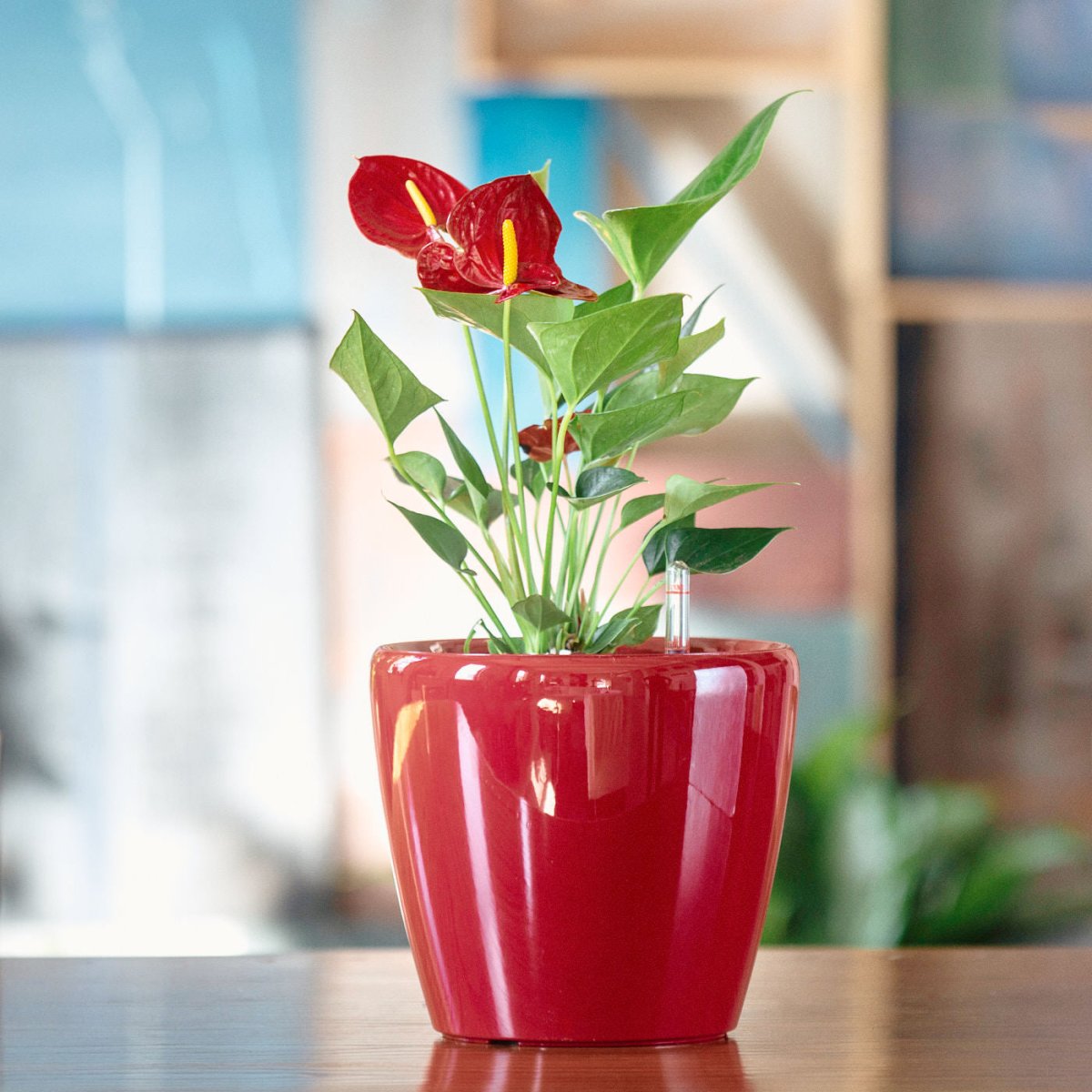 Anthurium Potted In Lechuza Classico Mini Planter - Red - My City Plants