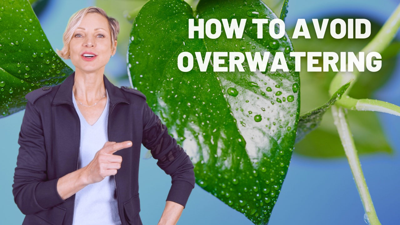 how to avoid overwatering