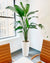 Beautiful Bird of Paradise plant in modern office placed by the video facing Manhattan street