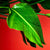 Bird of Paradise plant leaves up close sprayed with water and colorful red background 