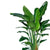 Bird of Paradise Plant In 14" Nursery Pot - My City Plants
