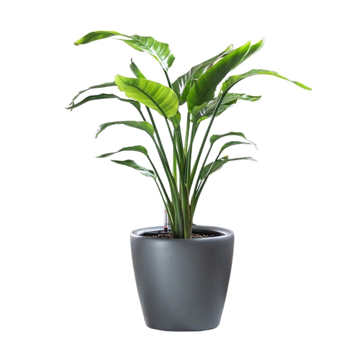 Bird of Paradise Plant Potted In Lechuza Classico Planter - Charcoal Metallic - My City Plants