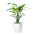Bird of Paradise Plant Potted In Lechuza Classico Planter - White - My City Plants