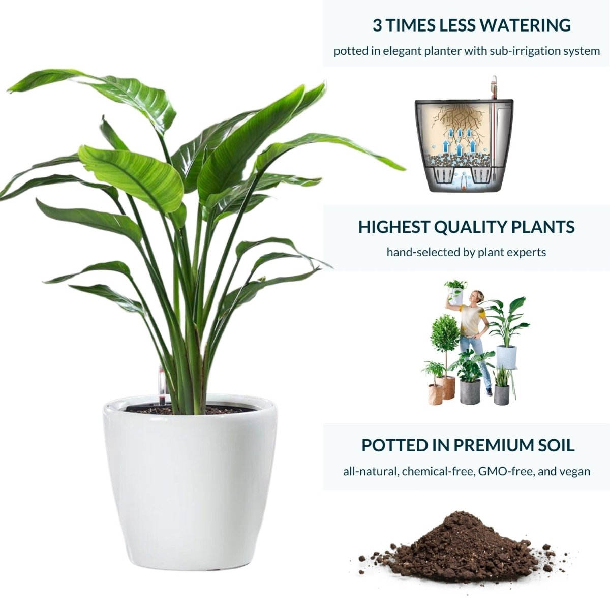 Bird of Paradise Plant Potted In Lechuza Classico Planter - White - My City Plants