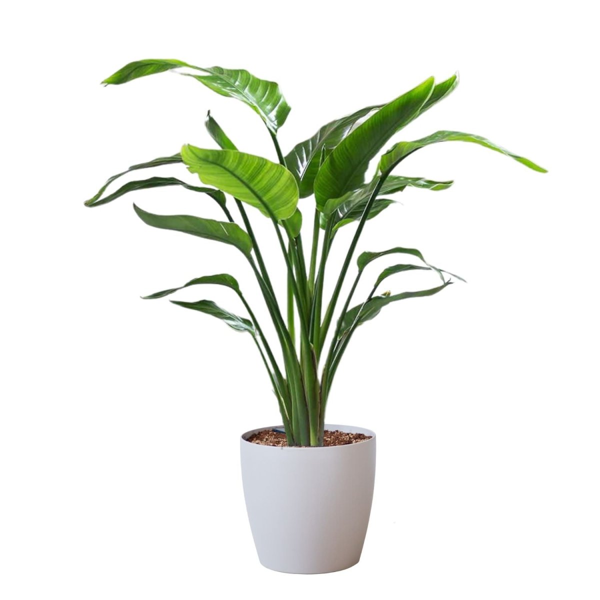 Bird of Paradise Plant Potted In Lechuza Classico Trend Planter - Sand Brown - My City Plants