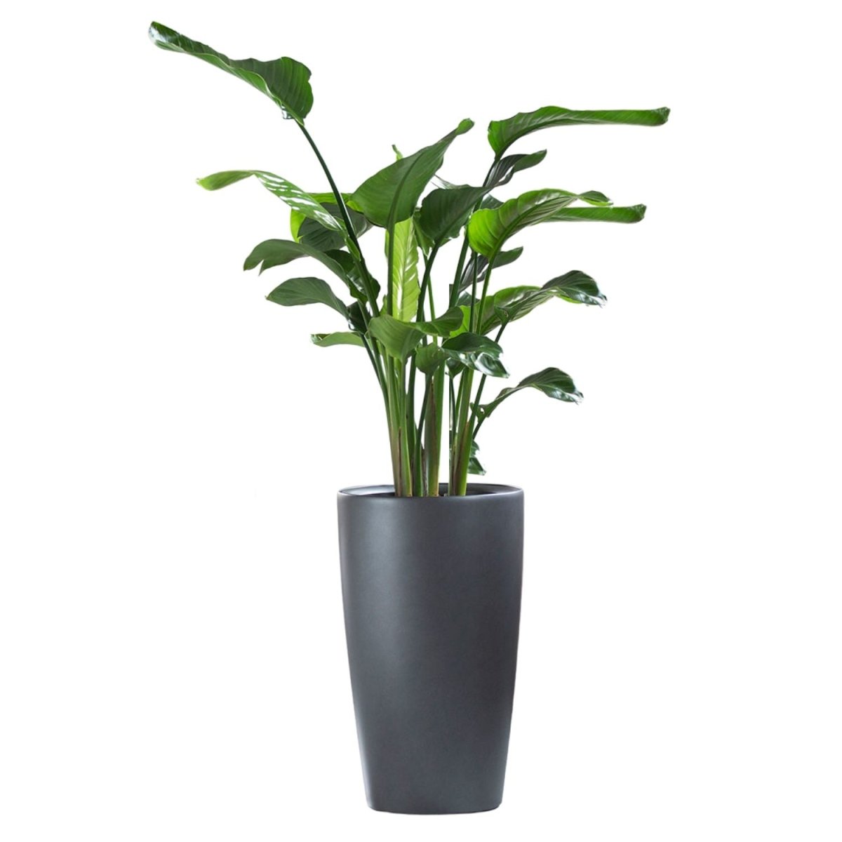 Bird of Paradise Plant Potted In Lechuza Rondo Planter - Charcoal Metallic - My City Plants