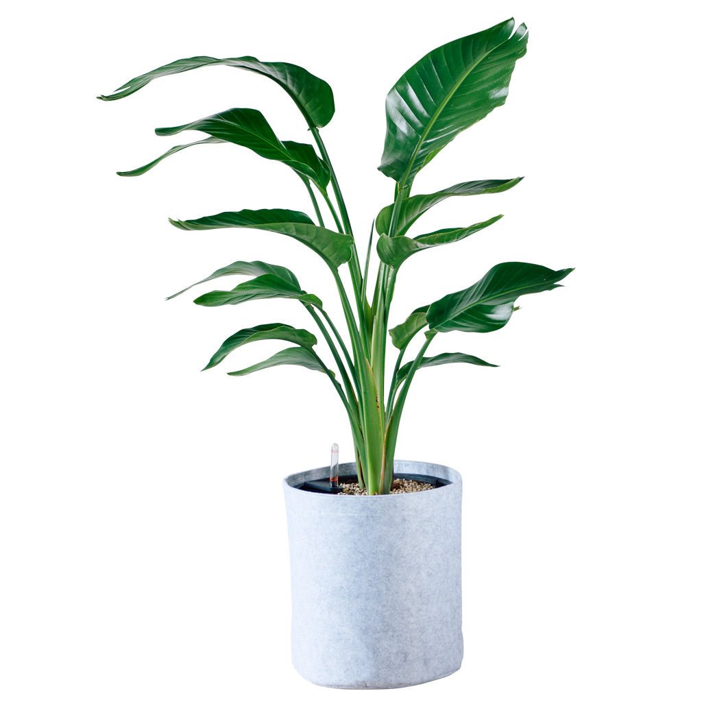 Bird of Paradise Plant Potted In Lechuza Trendcover 32 Planter - Light Gray - My City Plants
