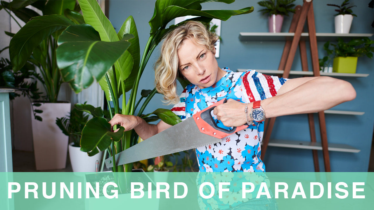 In this video Juliette demonstrates how to prune a Bird of Paradise plant.