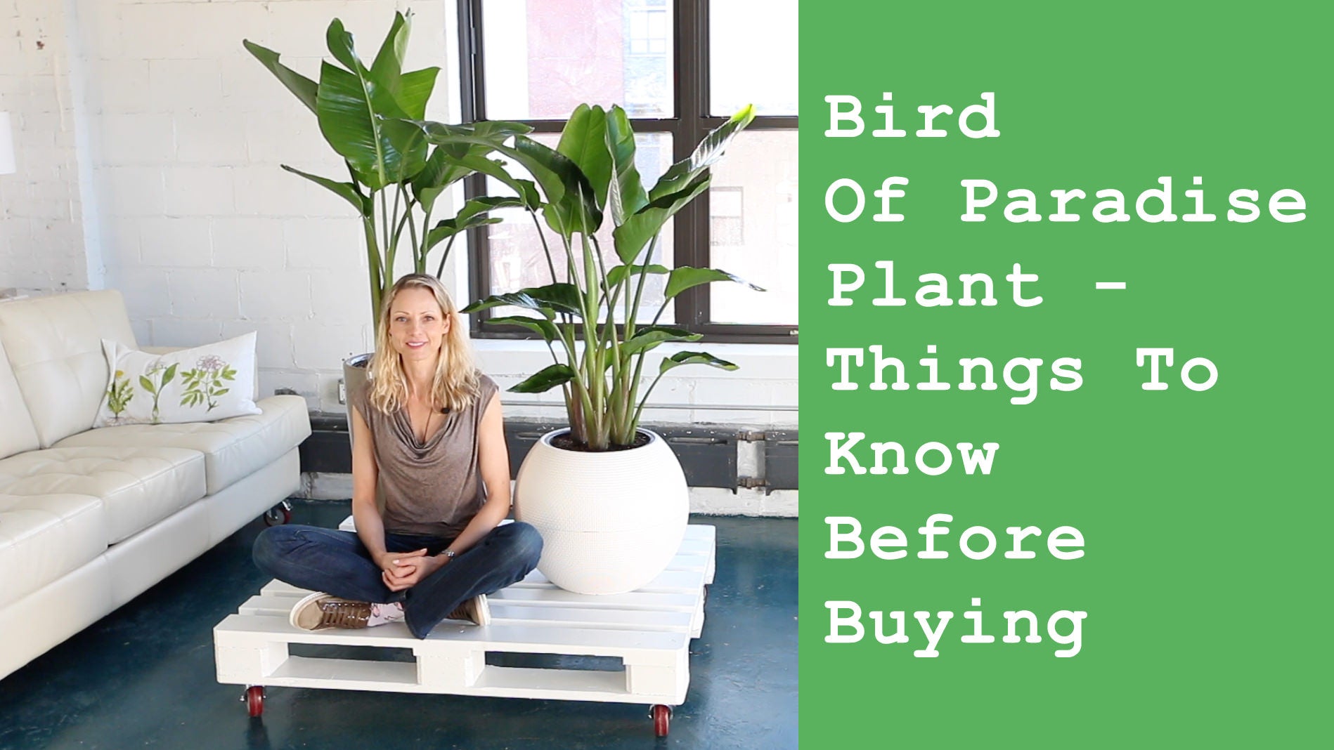 Video about the key tips to know before buying bird of paradise plants