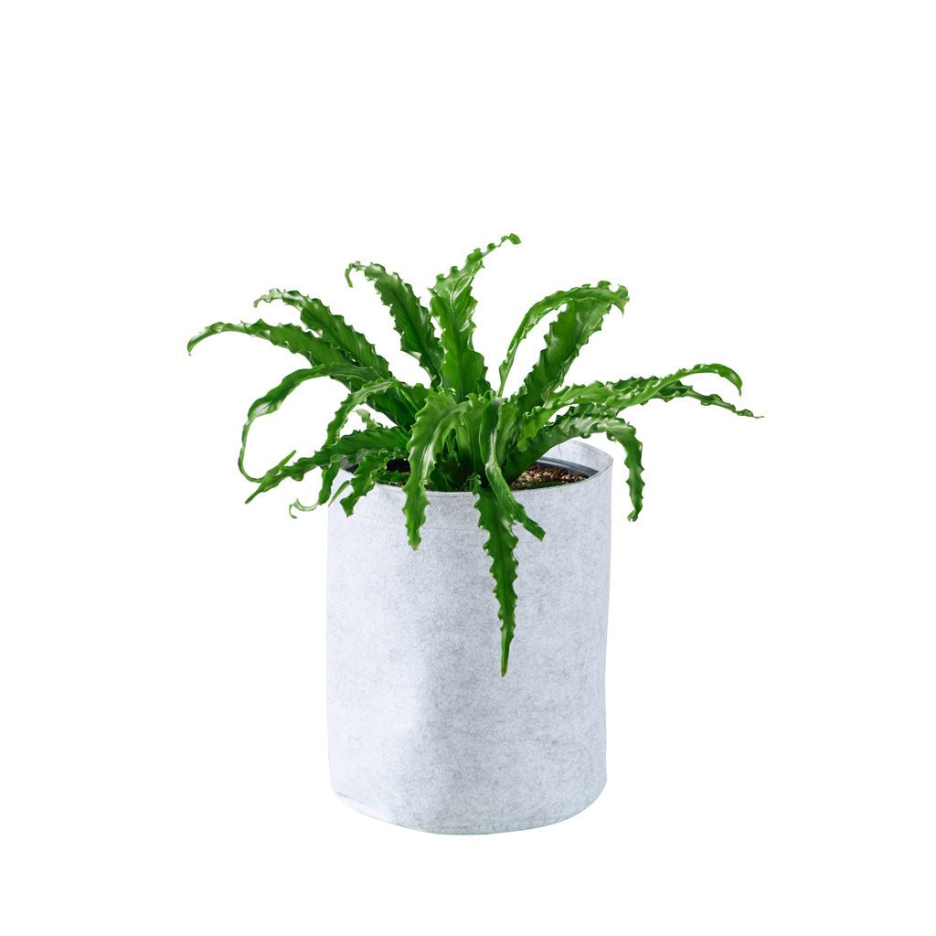 Bird&#39;s Nest Fern Potted In Lechuza Trendcover 23 Planter - Light Gray - My City Plants