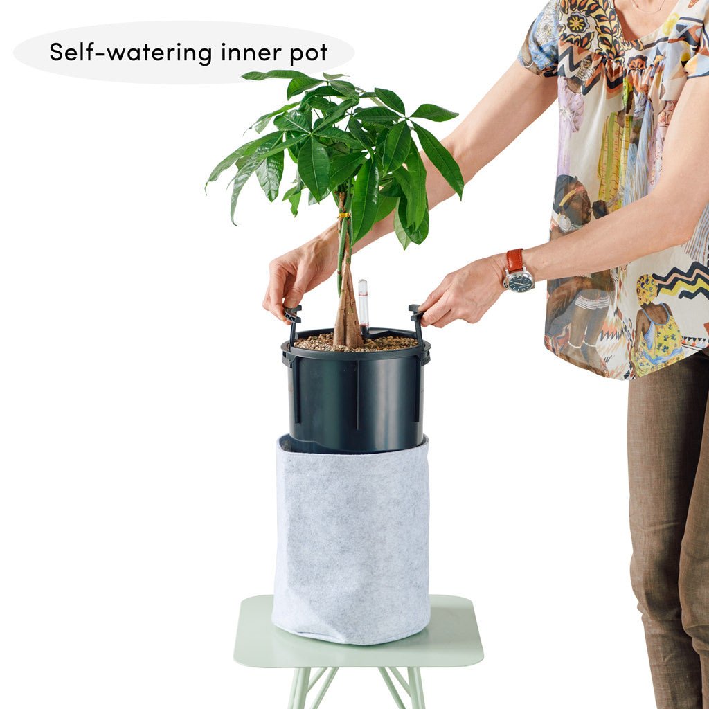 Bird's Nest Fern Potted In Lechuza Trendcover 23 Planter - Light Gray - My City Plants