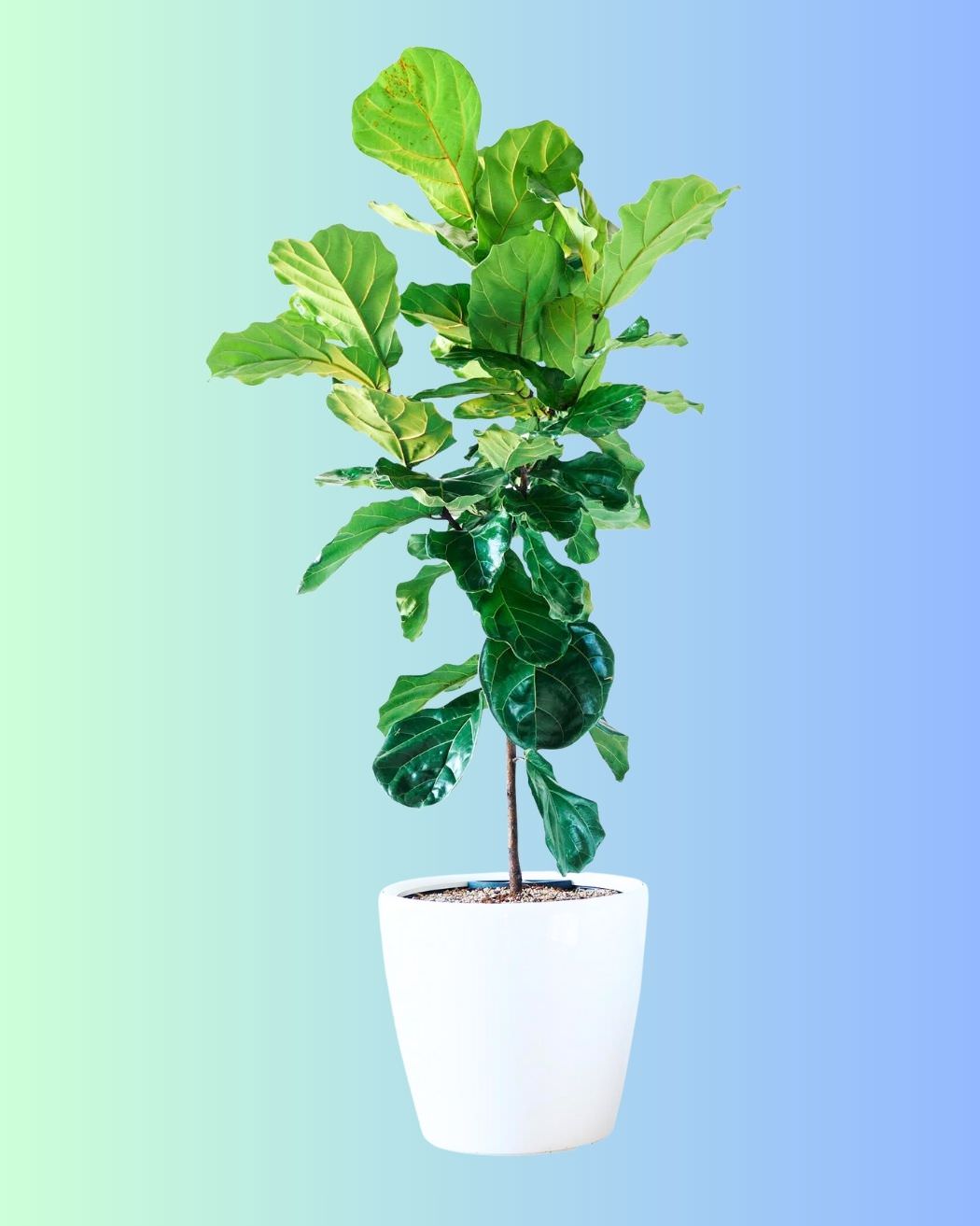 Buy Fiddle Leaf Fig in NYC potted in Lechuza planters with built-in sub-irrigation system