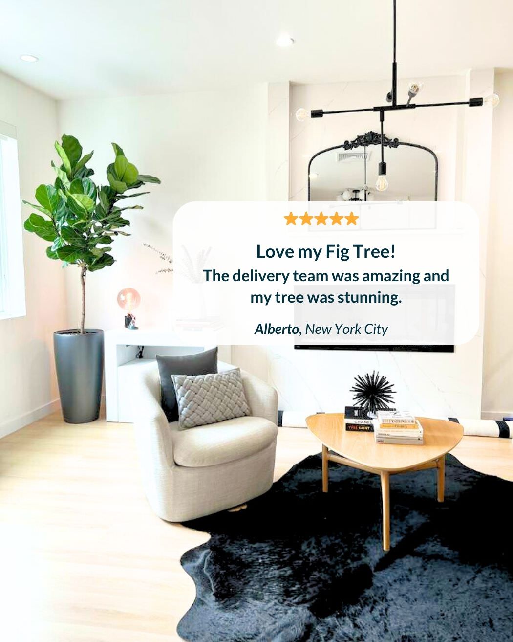 5 star review from a happy Fiddle Leaf Fig buyer