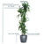Dracaena Lisa Potted In Lechuza Classico Planter - Charcoal Metallic - My City Plants