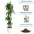 Dracaena Lisa Potted In Lechuza Classico Planter - White - My City Plants