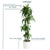 Dracaena Lisa Potted In Lechuza Classico Planter - White - My City Plants