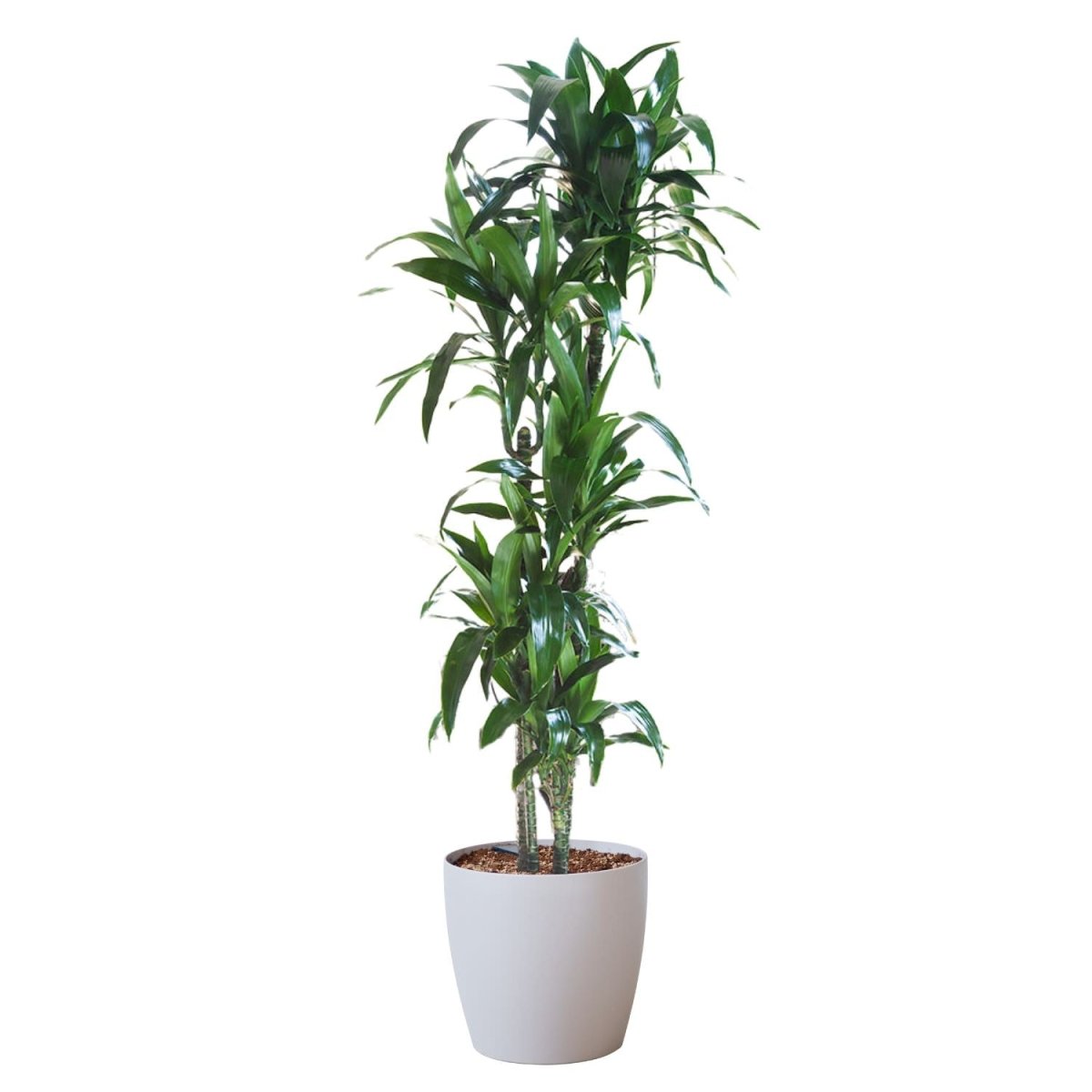 Dracaena Lisa Potted In Lechuza Classico Trend Planter - Sand Brown - My City Plants