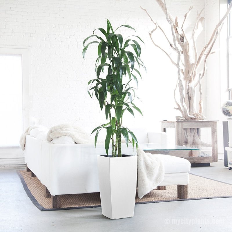 Dracaena Lisa Potted In Lechuza Cubico 30 Planter - White - My City Plants