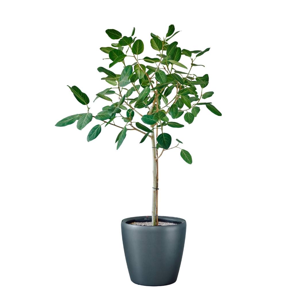 Ficus Audrey Potted In Lechuza Classico 50 Planter - Charcoal Metallic - My City Plants