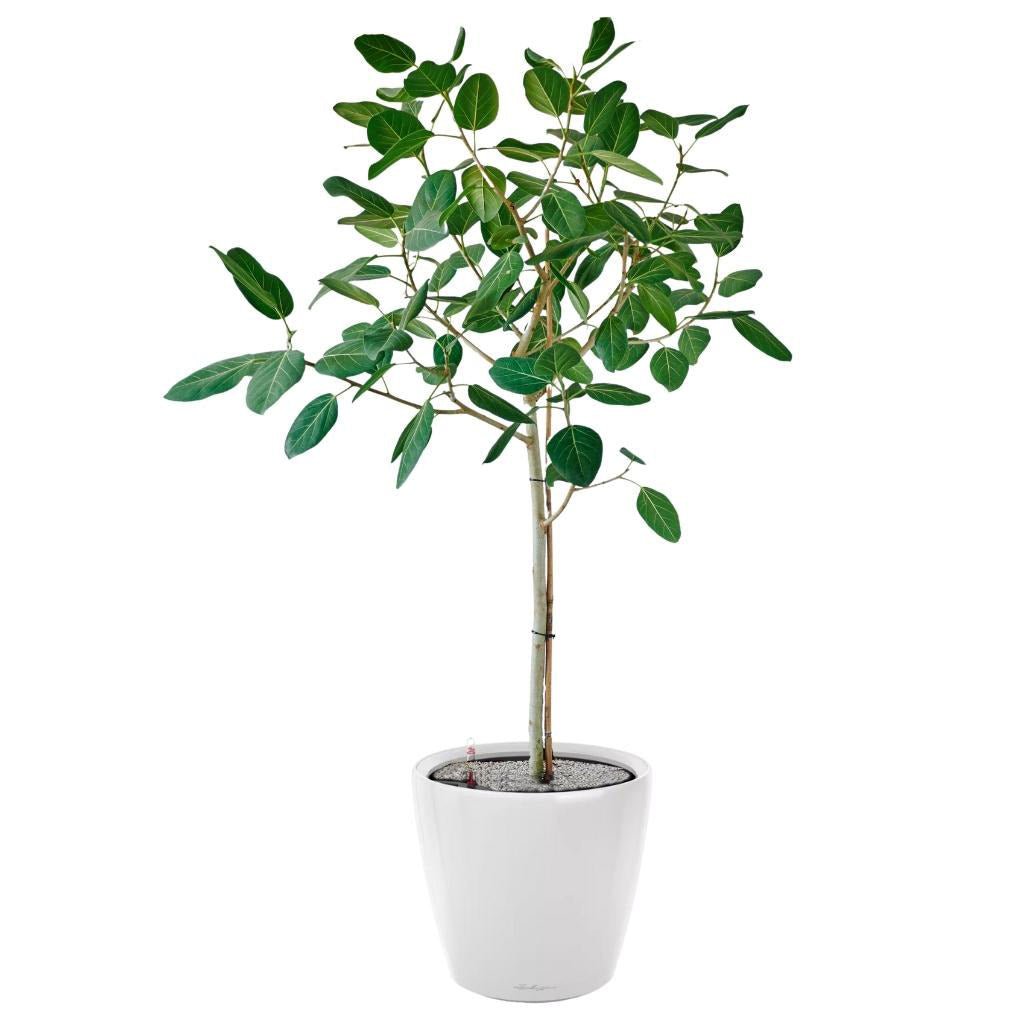 Ficus Audrey Potted In Lechuza Classico 50 Planter - White - My City Plants