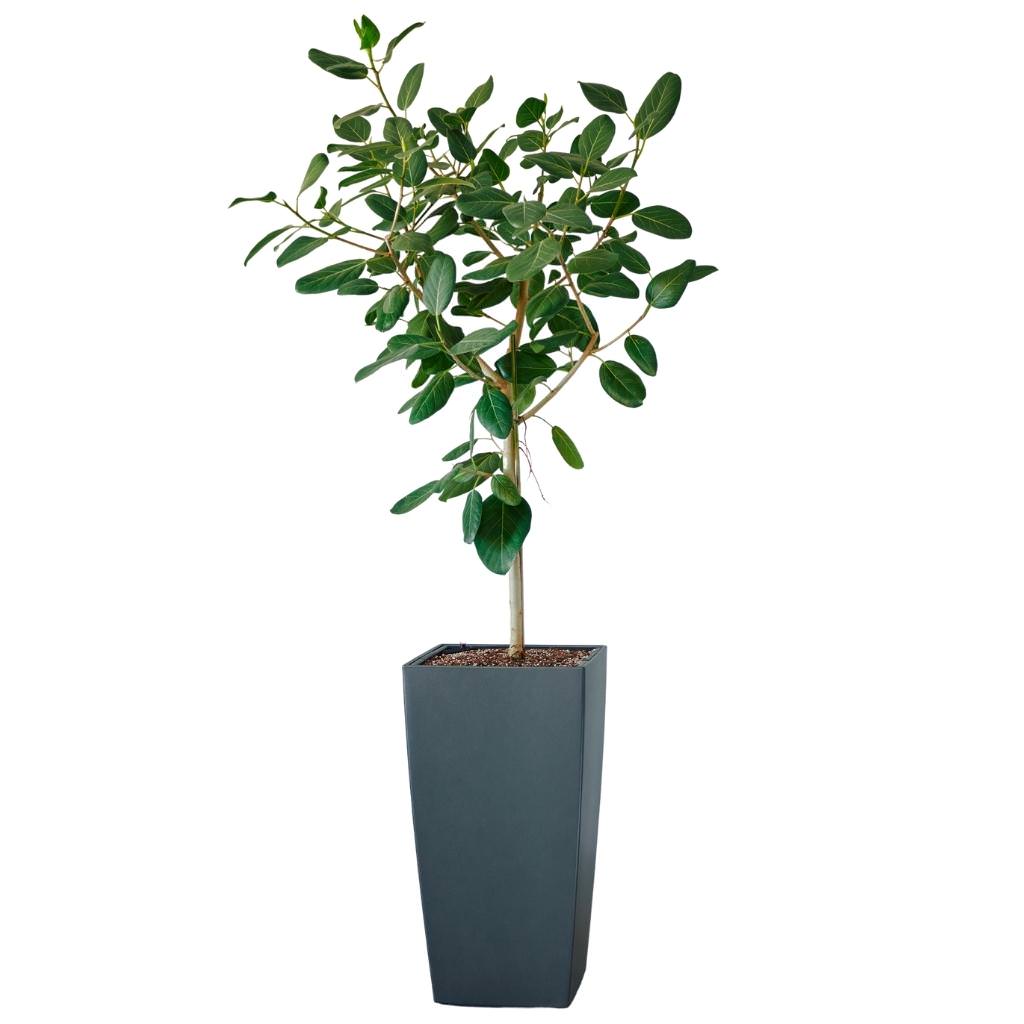 Ficus Audrey Potted In Lechuza Cubico 40 Planter - Charcoal Metallic - My City Plants