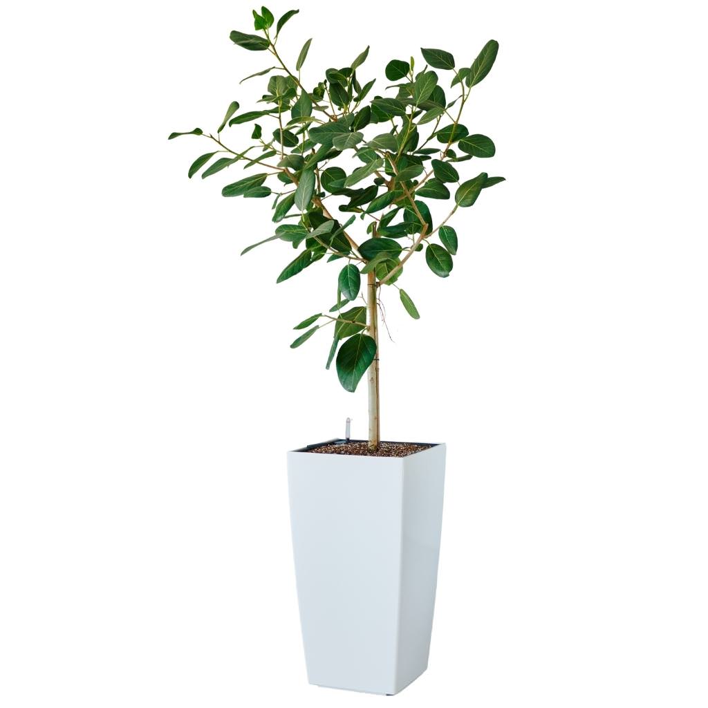 Ficus Audrey Potted In Lechuza Cubico 40 Planter - White - My City Plants