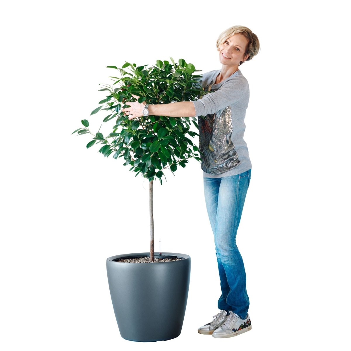 Ficus Moclame Potted In Lechuza Classico 50 Planter - Charcoal Metallic - My City Plants