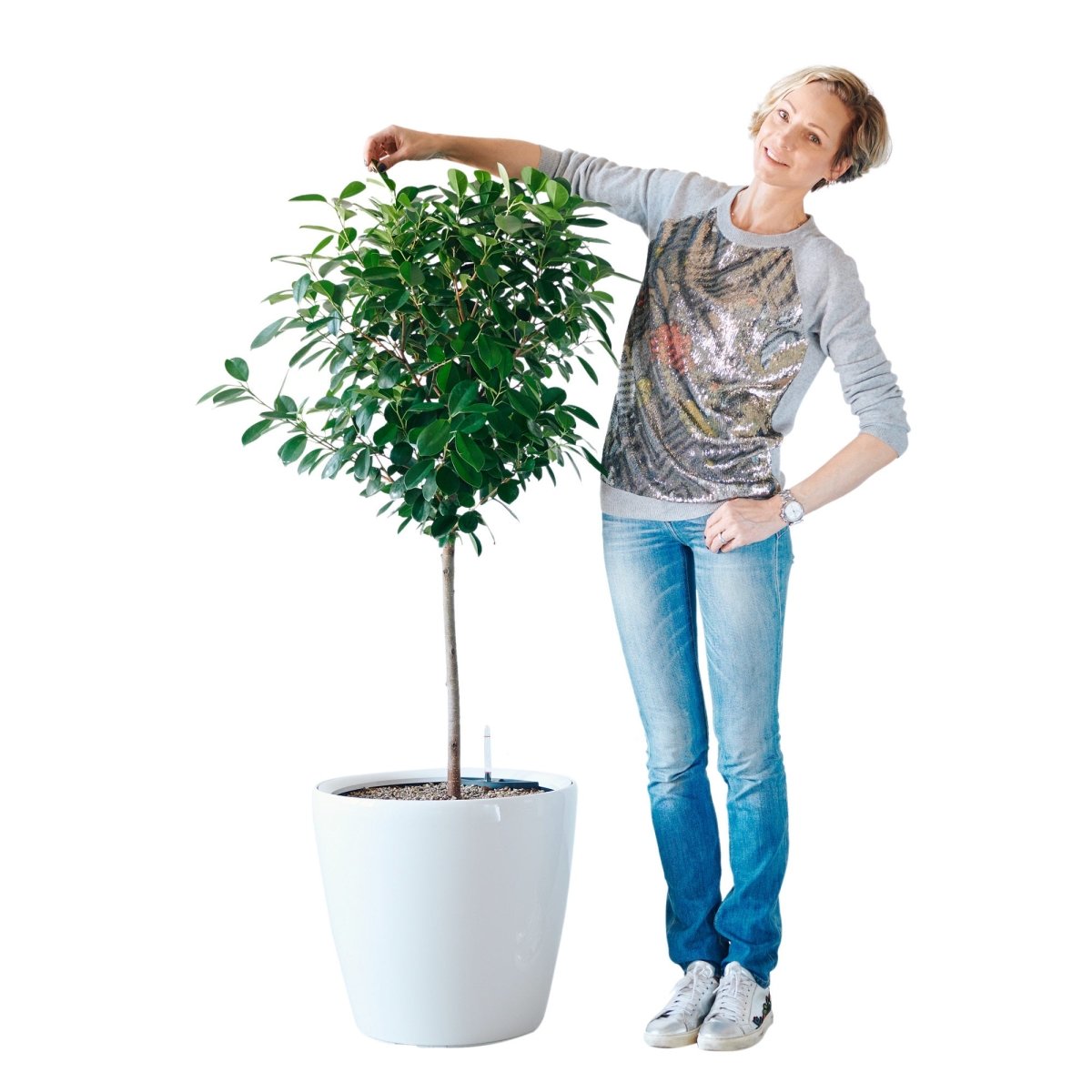 Ficus Moclame Potted In Lechuza Classico 50 Planter - White - My City Plants
