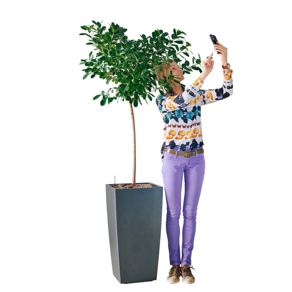 Ficus Moclame Potted In Lechuza Cubico 40 Planter - Charcoal Metallic - My City Plants