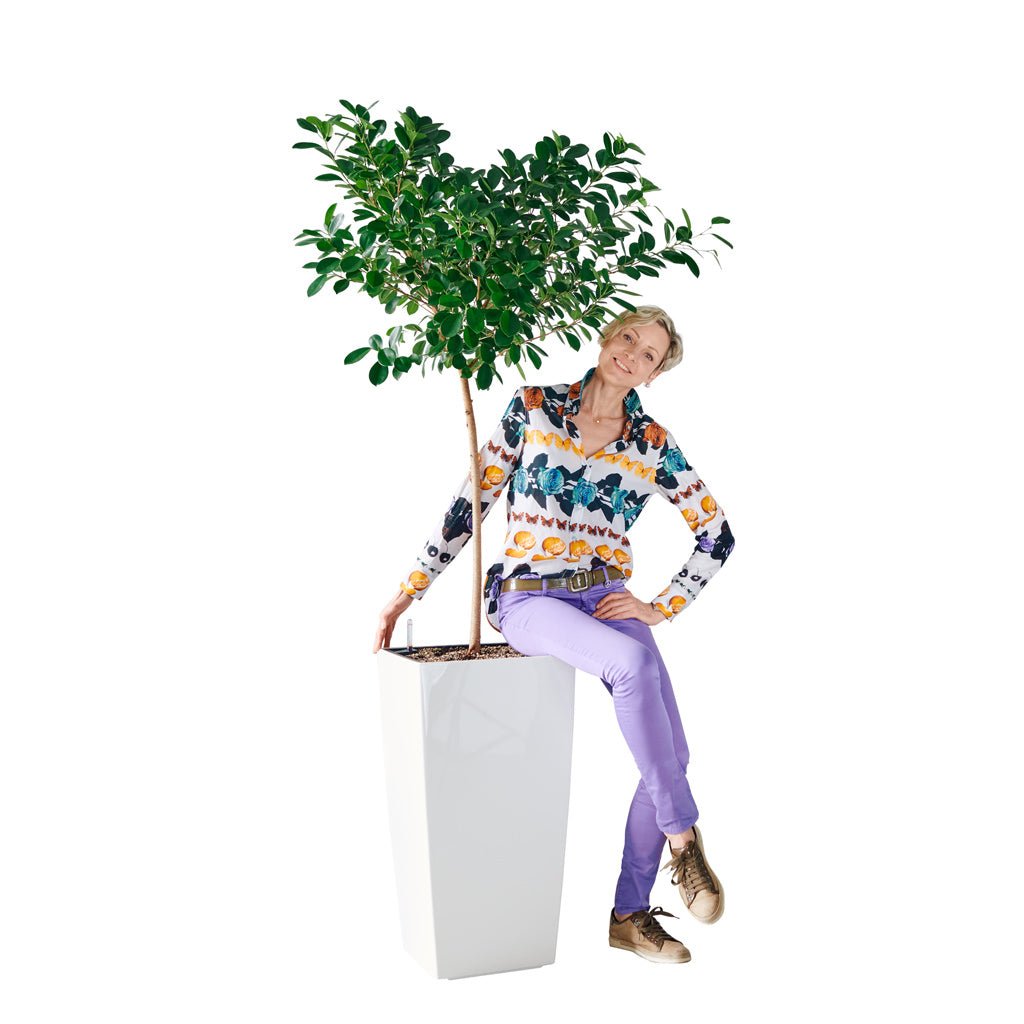 Ficus Moclame Potted In Lechuza Cubico 40 Planter - White - My City Plants