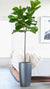 Very tall Fiddle Leaf Fig tree in Lechuza Rondo planter
