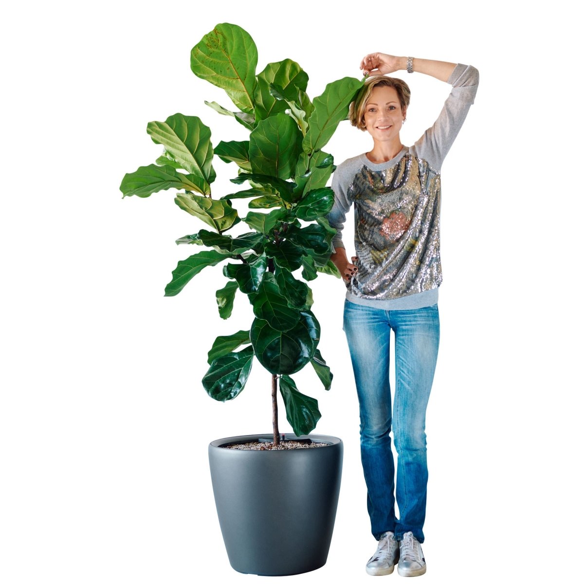 Fiddle Leaf Fig Tree Potted In Lechuza Classico 50 Planter - Charcoal Metallic - My City Plants