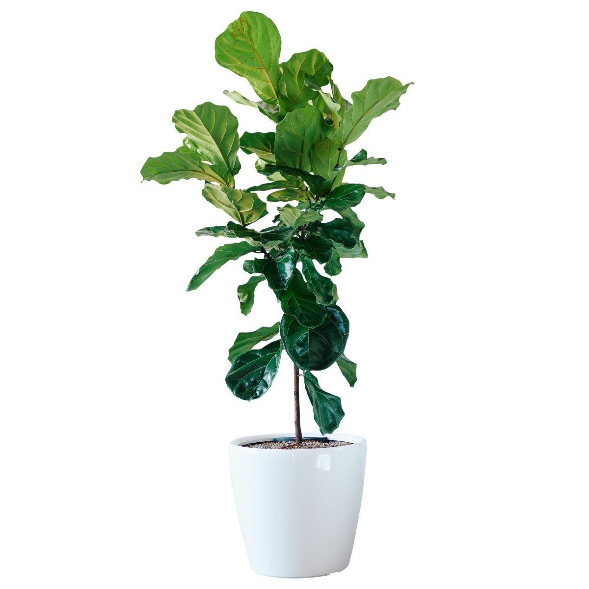 Fiddle Leaf Fig Tree Potted In Lechuza Classico 50 Planter - White - My City Plants