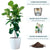 Fiddle Leaf Fig Tree Potted In Lechuza Classico 50 Planter - White - My City Plants