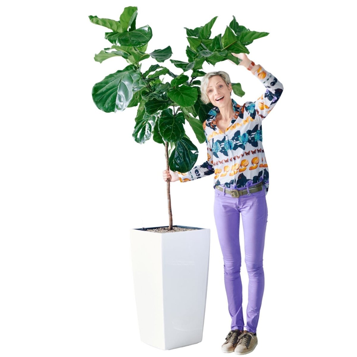 Fiddle Leaf Fig Tree Potted In Lechuza Cubico 40 - White - My City Plants